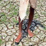 Scorching Heat & Dry Wells: The adverse impact of climate change on farming households