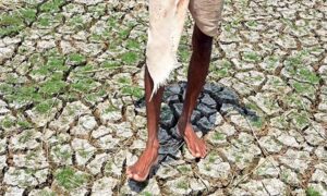 Read more about the article Scorching Heat & Dry Wells: The adverse impact of climate change on farming households
