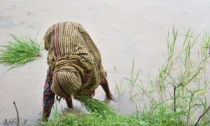 The challenges of the Indian farmer Electricity, water & more